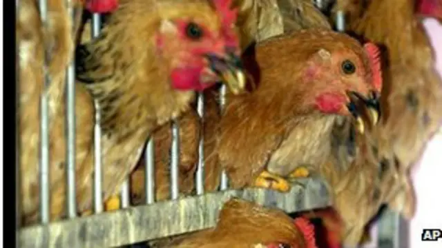 مقامات هنگ کنگ دستور دادند تا هفده هزار قطعه مرغ معدوم شود 