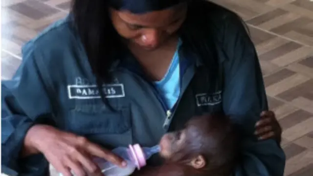 Elaine, bayi orangutan