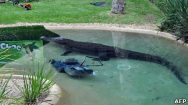 Элвис в пруду с косилкой