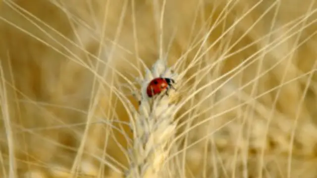 Из-за засухи на юге и востоке Украины урожай в этом году ожидается меньший