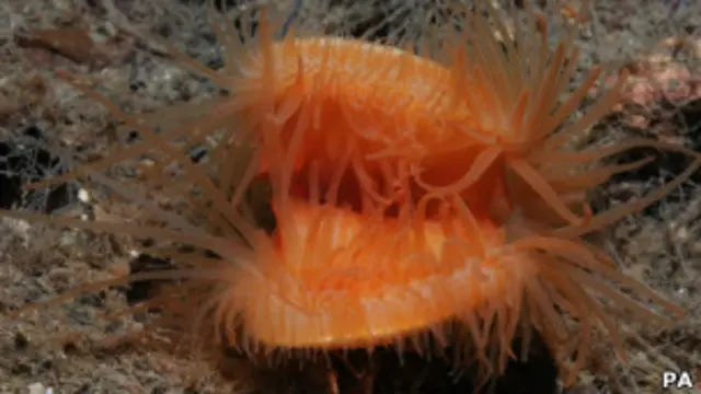 Молюски Limaria hians