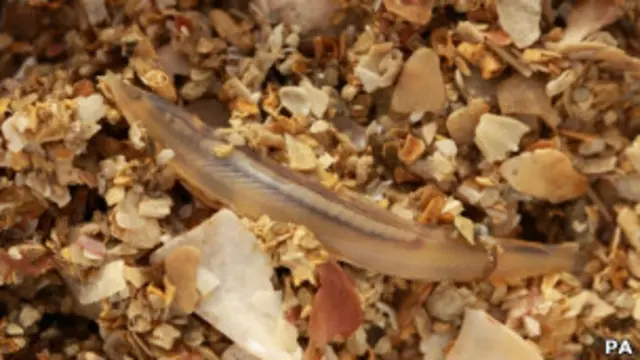 Безмозка риба