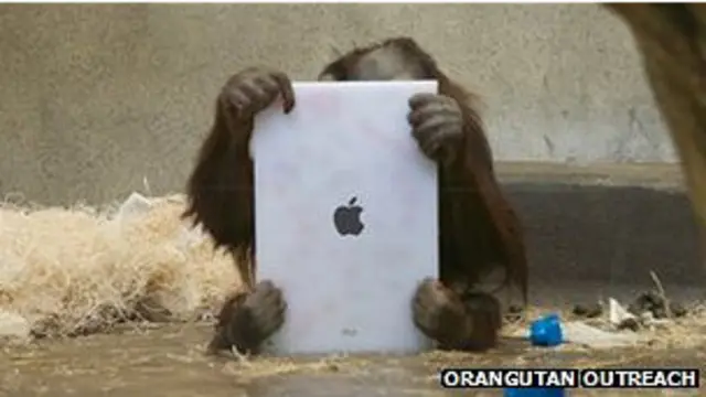 орангутан играет с iPad