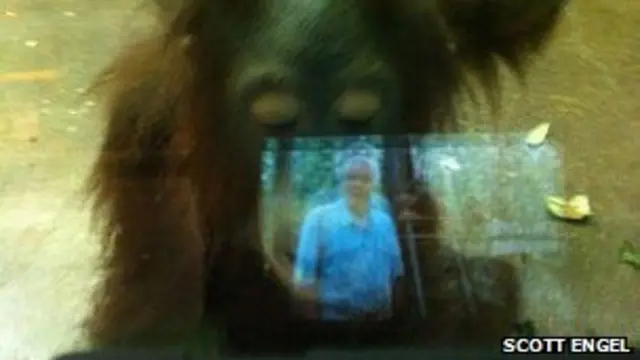 Четырехлетний орангутан Махал смотрит телепередачу с участием Дэвида Аттенборо