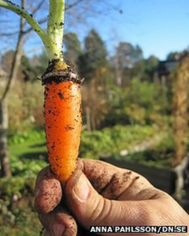 La zanahoria y el anillo.