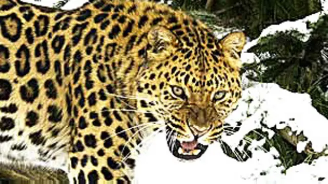 भारत में तेंदुओं की संख्या में तेजी से कमी आ रही है