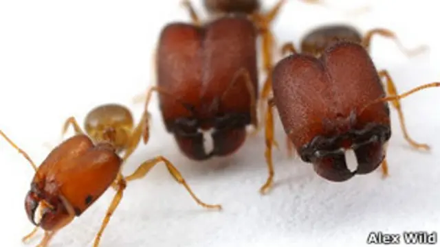 Pheidole súpersoldados
