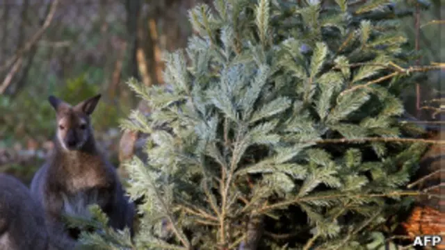 Pinheiro de Natal derrubado em um zoo na Alemanha (AFP)