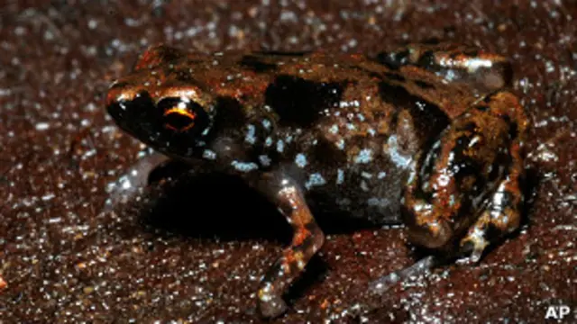 یہ مینڈک جنگل کی زمین پر جمع ہونے والے پّتوں میں رہتا ہے