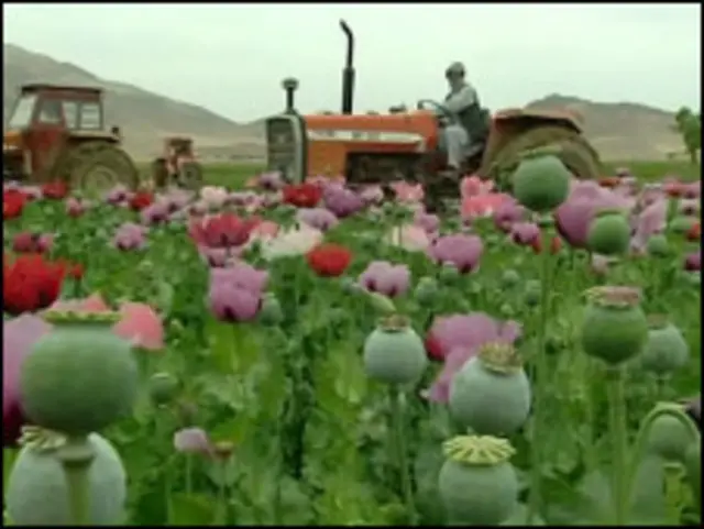 په سلو کې شپیتو بزګرانو ویلې چې د اپیمو لوړې بیې د کوکنارو کر ته هڅولي دي