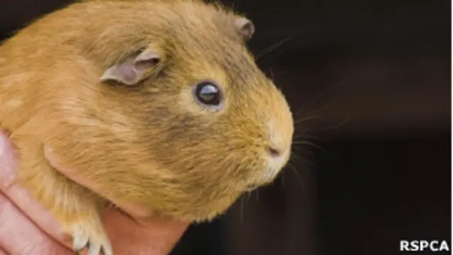 морская свинка