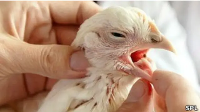 Ветеринар проверяет домашнюю птицу