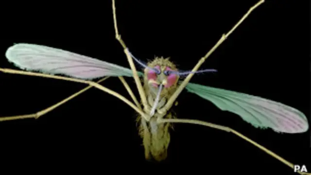 В год от малярии умирает около 800 тысяч человек