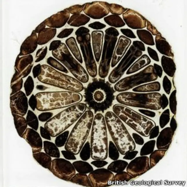 Ископаемые, обнаруженные в Британии