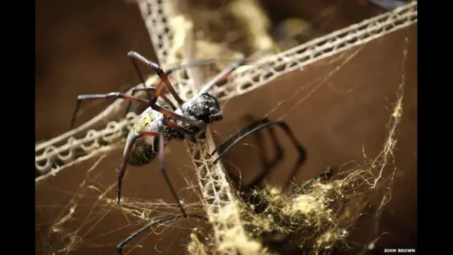 انثي عنكبوت اورب الذهبي 