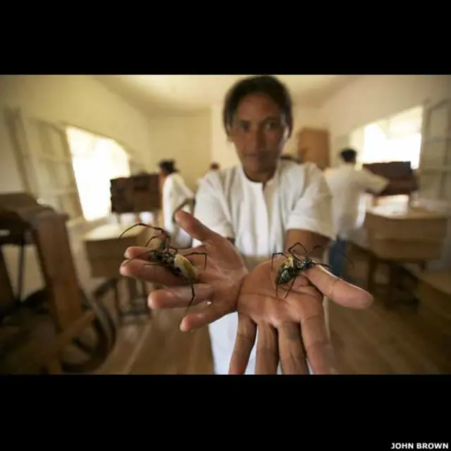 اثنان من العناكب 