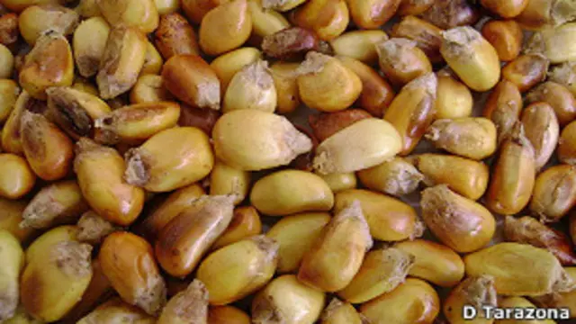 Cancha o maíz tostado