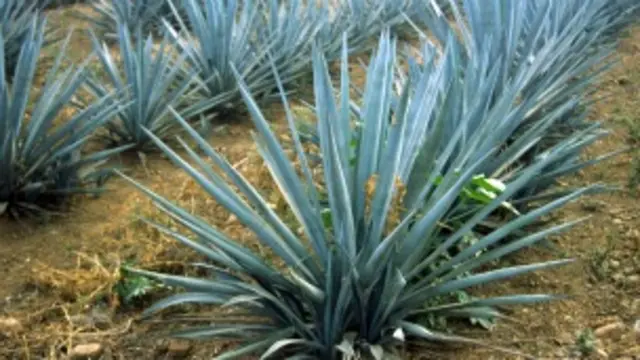 Agave azul para elaborar tequila
