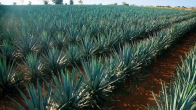 Agave azul para elaborar tequila