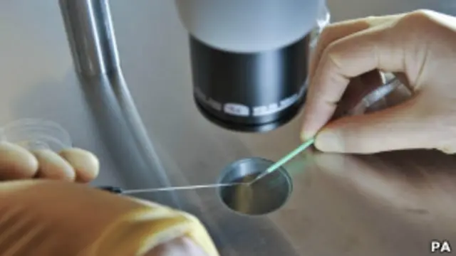 Fertilização in vitro | Foto: PA