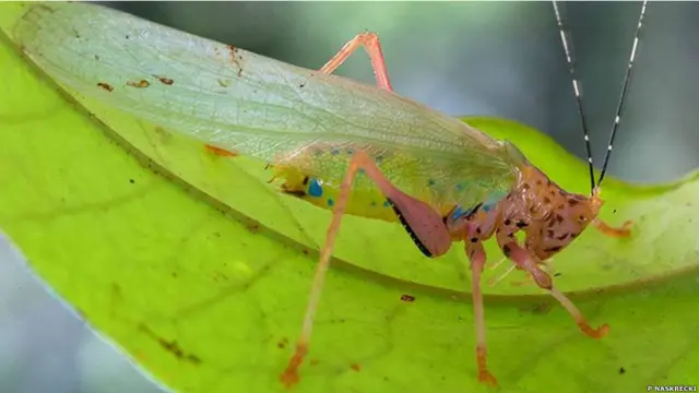 Фото Piotr Naskrecki