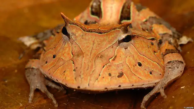 Фото Trond Larsen