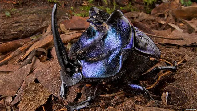 Фото Piotr Naskrecki