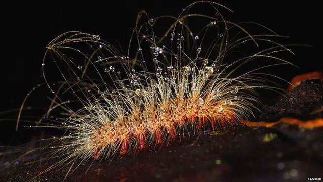 Фото Trond Larsen