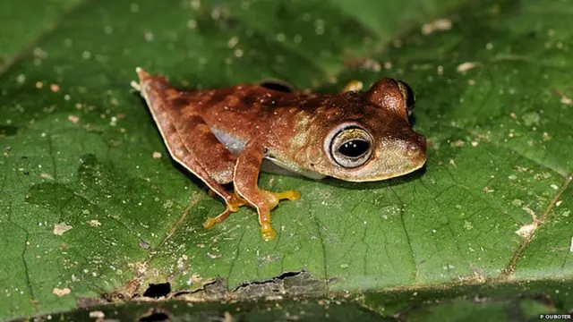 Фото Paul Ouboter