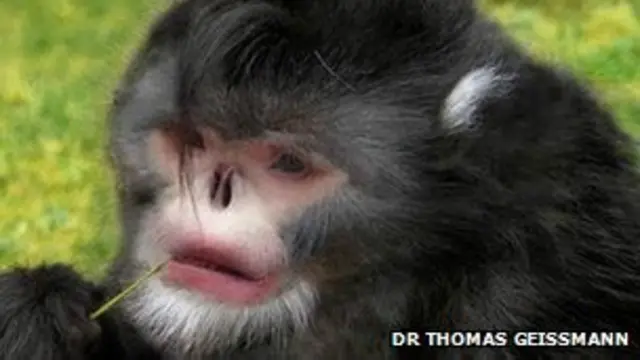 snub-nosed monkey
