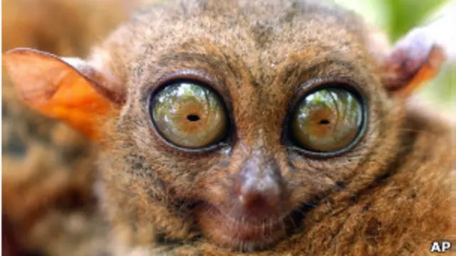 Tarsier