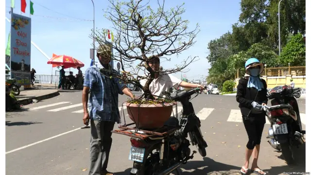 Người dân mua cây Tết ở Phan Thiết