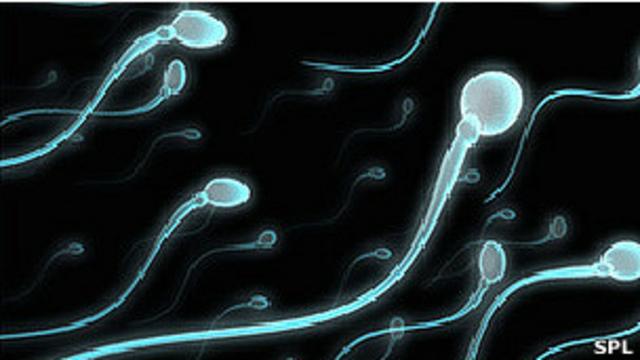 Какова скорость сперматозоидов?