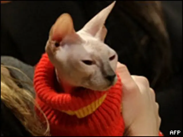 Sphynx cat