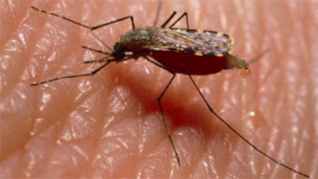 Muỗi sốt rét trong hình minh họa của trang Science