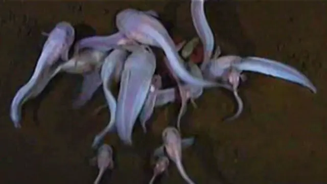 Snailfish merah muda ditemukan di Palung Jepang dengan kedalaman 7.700 meter.