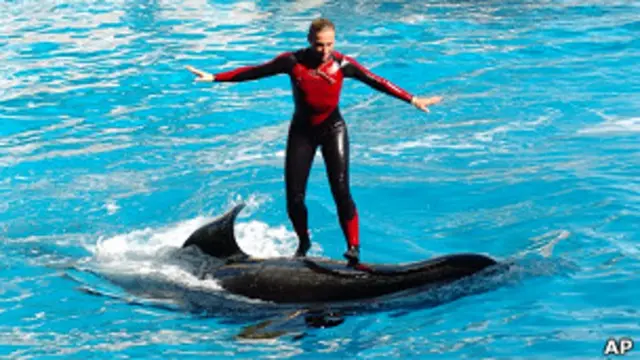 Даун Бранчу с косаткой