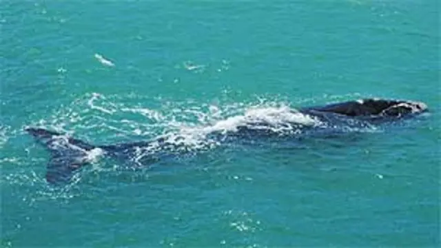 Baleia franca fotografada na costa da África do Sul (arquivo/BBC)