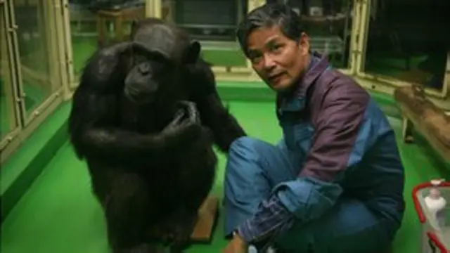 шимпанзе Аюму