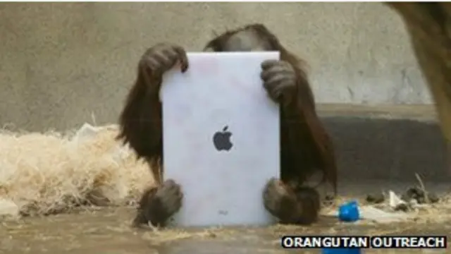 мавпи та iPad