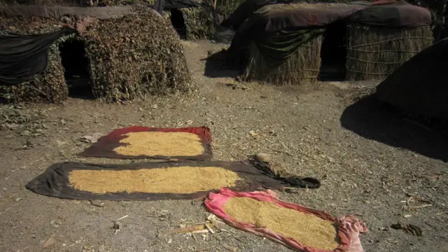 राउटेको छाप्रो अगाडी सुकाइएको विस्कुन