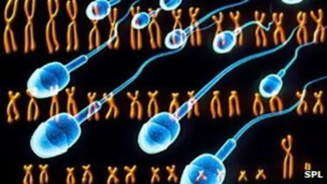 वाई-क्रोमोसोम