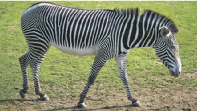 الحمار الوحشي