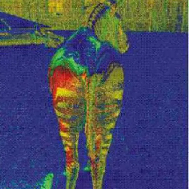 الحمار الوحشي