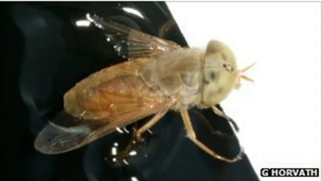 الحمار الوحشي