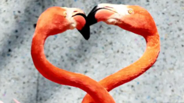 वेलेंटाइन्स डे