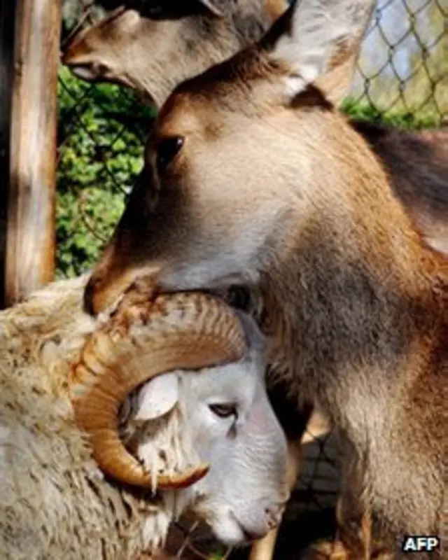 Chunzi suele lamerle el cabello a su novio.