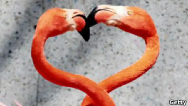 Закохані фламінго