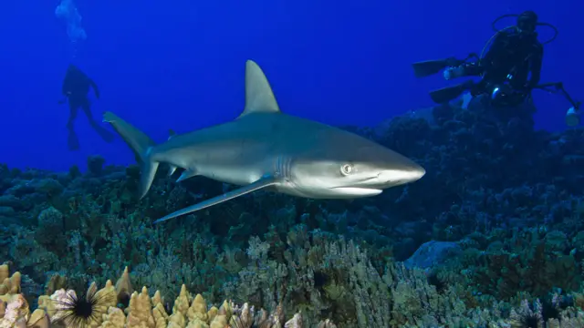 Foto gentileza de Oceana/Eduardo Sorensen