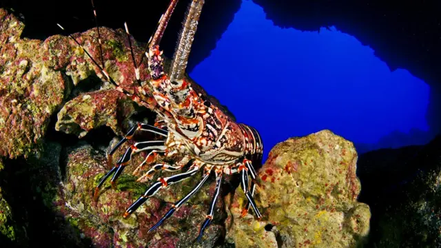 Foto gentileza de Oceana/Eduardo Sorensen